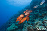 Cressent-tail bigeye (Priacanthus hamrur)