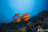 Cressent-tail bigeye (Priacanthus hamrur)