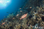 Cressent-tail bigeye (Priacanthus hamrur)