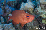 Cressent-tail bigeye (Priacanthus hamrur)