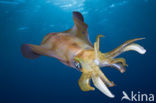 Oval Squid (Sepioteuthis lessoniana)