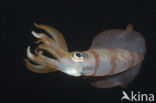 Oval Squid (Sepioteuthis lessoniana)