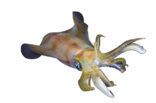 Oval Squid (Sepioteuthis lessoniana)