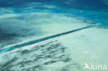 Pacific Ocean