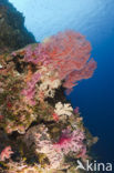 Pacific Ocean