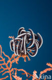 Feather star