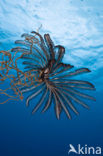 Feather star