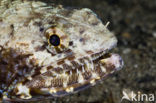 Hagedisvis (Saurida gracilis)