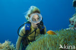 Pink anemonefish (Amphiprion perideraion)