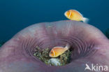 Pink anemonefish (Amphiprion perideraion)