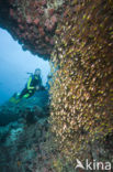 Indische glasvis (Parapriacanthus ransonneti)