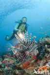 Indian lionfish (Pterois miles)