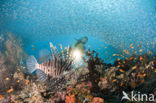 Indian lionfish (Pterois miles)