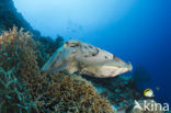 Reef cuttlefish