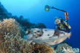 Reef cuttlefish