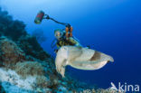 Reef cuttlefish