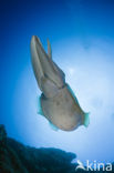 Reef cuttlefish