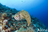 Reef cuttlefish
