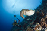 Reef cuttlefish