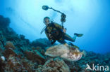 Reef cuttlefish