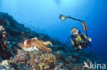 Reef cuttlefish
