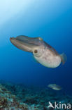 Reef cuttlefish
