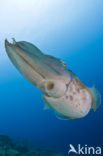 Reef cuttlefish