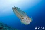 Reef cuttlefish