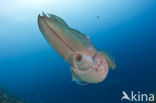 Reef cuttlefish