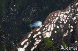 Jellyfish-eating sea anemone (Entacmaea medusivora)