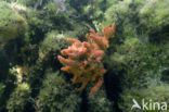 Jellyfish Lake