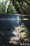 Jellyfish Lake