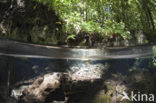 Jellyfish Lake