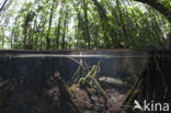 Jellyfish Lake