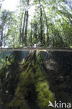 Jellyfish Lake