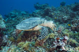 Hawksbill Turtle (Eretmochelys imbricata) 