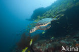 Hawksbill Turtle (Eretmochelys imbricata) 