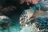 Hawksbill Turtle (Eretmochelys imbricata) 