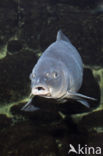 Karper (Cyprinus carpio) 