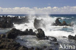 Keanae Point