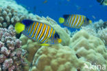 Royal angelfish (Pygoplites diacanthus)