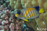 Royal angelfish (Pygoplites diacanthus)