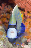 Emperor Angelfish (Pomacanthus imperator)