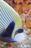 Emperor Angelfish (Pomacanthus imperator)