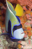 Emperor Angelfish (Pomacanthus imperator)