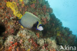 Emperor Angelfish (Pomacanthus imperator)