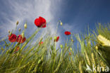 Klaproos (Papaver spec.)