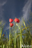 Klaproos (Papaver spec.)