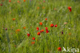 Poppy (Papaver spec.)