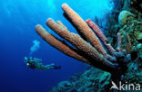 Lavender Stovepipe sponge (Aplysina archeri)